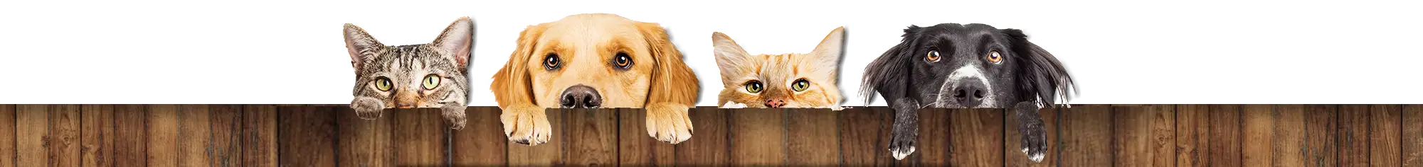 Pet-Tag